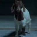Le Culte Du Chibre