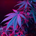 Stoners Next Door