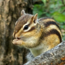 도토리숲 Discord server icon