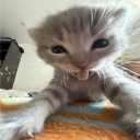 catnip plug avatar