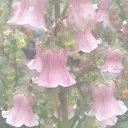 ღ𝓢𝓾𝓹𝓮𝓻𝓷𝓸𝓿𝓪ღ