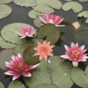 Dusk till Dawn ﹒ 🪷 ﹒boost us ! Discord server icon