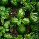 Homestead 25+ Community ™ | Canada ・ Community  ・Events ・VC  ・Socialize ・Gardening・ Building