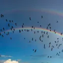 Rise Above
