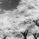 Kalos Community Discord server icon