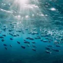 Unda Da Sea