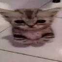 chim cánh cụt🐧