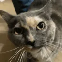 Non Squeaker Events