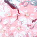 ˎ✦ˎ𓂃 𝐶𝒉𝑒𝑟𝑟𝑦 𝑆𝒉𝑎𝑑𝑒 🌸𓂃✿.ᐟ.ᐟ
