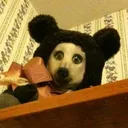 Teddy Community