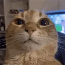 wuhcord