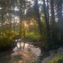Into The Forest!