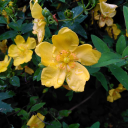 The Witchling Tower Discord server icon