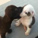 Pawsome Pups
