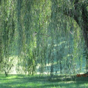 The weeping willow forest