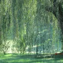 The weeping willow forest