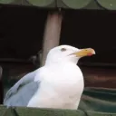 cool_seagulls crib