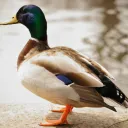 『👑』🦆Утиная Империя🦆 🐧