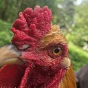 Gentelhen's Chicken Farm
