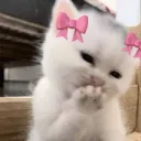 nico robin's little kittens