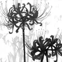 ཐི⋆𝐎𝐩𝐡𝐚𝐧𝐢𝐦⋆ཋྀ's icon