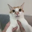 taki kot smiesny nie?