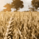 Jorden Discord server icon