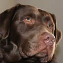 Reed’s Domain Discord server icon