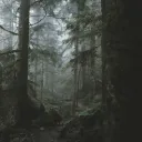 Hallows Forest 🌿