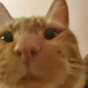 kittyyyyy