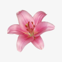 Blooming icon