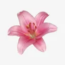 Blooming