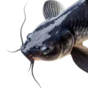 Carp Corps