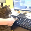 PickleBerry 的伺服器 Discord server icon