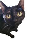 Cats (archived) Discord Server Icon
