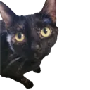 Cats (archived)