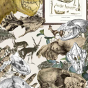 🐕 BARKCOURSE 📜 Discord server icon