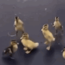 ﹕alyssa's little ducks