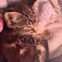 ﹕alyssa's kitties