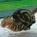 Bitey Kittens Discord Server