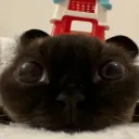 NO! NO SBUPPY!!!!