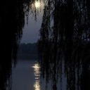 willows