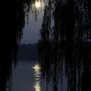 willows
