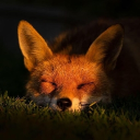 Fox's den