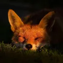 Fox's den