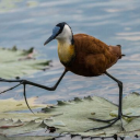 big steppuh debate Discord server icon