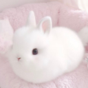 Shosho's Haven avatar