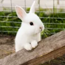 BUNNY