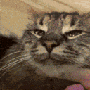 BAGEL FANS 💕 💌