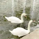 Voilà